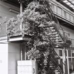 Plante grimpante sur un bâtiment construit sur la voie couverte de Saint-Jean, Genève