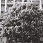 Marronier en fleurs, Genève