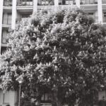 Marronier en fleurs, Genève