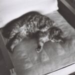 Mimi sur le fauteuil