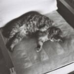 Mimi sur le fauteuil