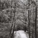 Sentier vers le Rhône, à Onex