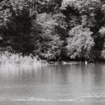 Arbres et racines sur le Rhône, au niveau du débarcadère d'Onex