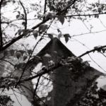 Arbre et bouche de canalisation sur le Rhône, Onex