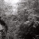 Forêt au bord du Rhône, Onex