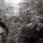 Forêt au bord du Rhône, Onex