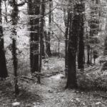 Sentier dans la forêt au bord du Rhône, Onex