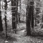 Sentier dans la forêt au bord du Rhône, Onex