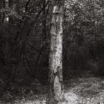 Tronc sans écorce, parc des Évaux, Onex