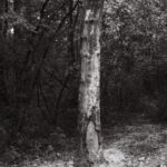 Tronc sans écorce, parc des Évaux, Onex