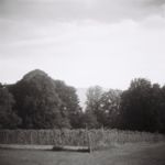 Vigne, parc de la mairie, Onex