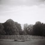 Vigne, parc de la mairie, Onex