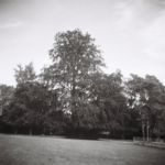 Hêtre pourpre, parc de la mairie, Onex