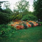 Parterre de fleurs à Onex