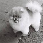 Petit chien à Genève, le 12 octobre 2019