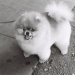 Petit chien à Genève, le 12 octobre 2019