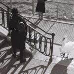 Ils attendent le touriste, celui qui leur donnera du pain. En bas de cet escalier bien placé, devant un hôtel 5 étoiles, ils auront le meilleur, peut-être même un bout de macaron Ladurée, qui tient boutique à 10 mètres.